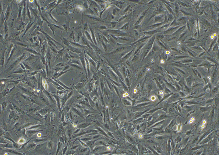 人间皮瘤细胞NCI-H2452(STR鉴定正确)