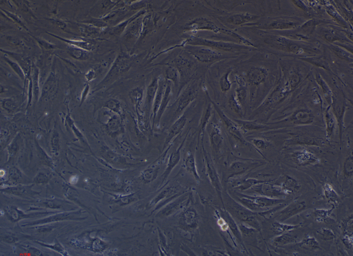 人皮肤成纤维细胞BJ(STR鉴定正确)
